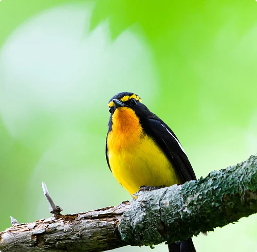 自然の中の野鳥